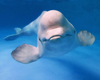 Beluga whale