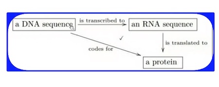 Category theory in genetics