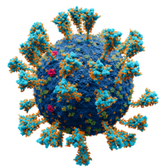 The SARS-Cov-2 virus
