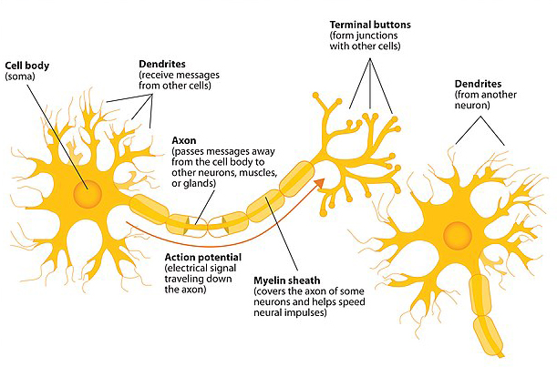 neuron