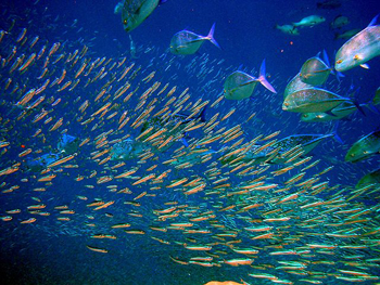 Shoal of fish