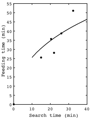 The average feeding time Cook and Cockrell observed for the ladybird larvae observed, as it varied with search time: the dots represent observations from their experiments and the black curve is the feeding times predicted by the marginal value theorem. 