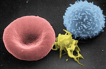 human blood cells