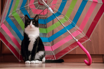 cat and umbrella