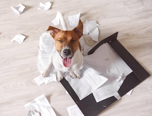 A dog has eaten someone's homework
