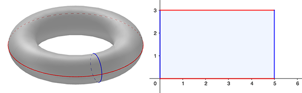 Torus and rectangle