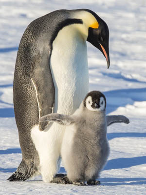 Penguin