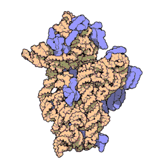 structure of a ribosome