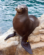 seal