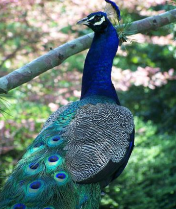 An image of a peacock (Image by Hana Chockler - used with permission)