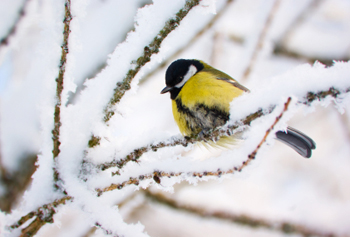 A bird in winter