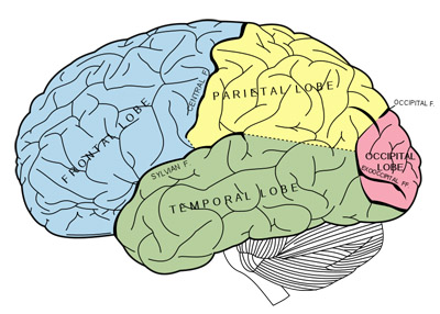 Parietal lobe