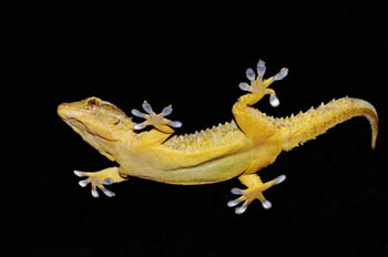 Gecko