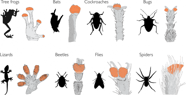 Animal sticky feet