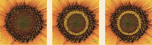 Citizen Scientists Count Sunflower Spirals Plus Maths Org