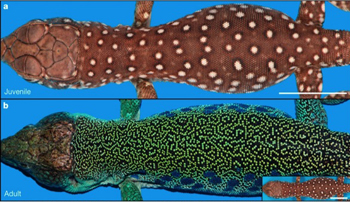 Alan Turing mathematically predicted the colour of lizard scales