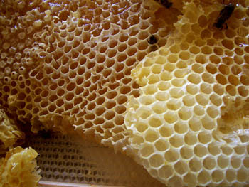 Honeycomb