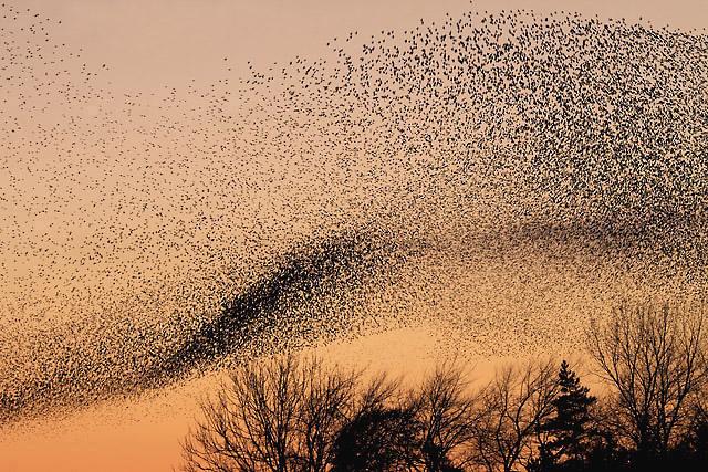 Walter Baxter / A murmuration of starlings at Gretna / CC BY-SA 2.0