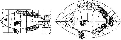 Figure 1. Two species of fish related by a continuous transformation