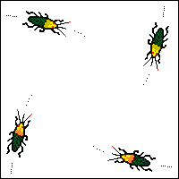 Beetles' path