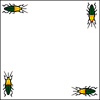Beetles' starting position