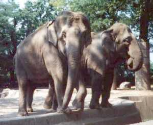 Elephants (Image from www.hd.org/Damon/photos/)