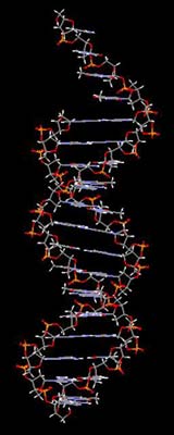 DNA, the blue-print for our whole body, is chiral.