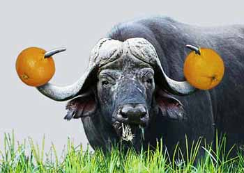 buffaloes per orange...