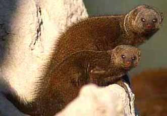 mongooses