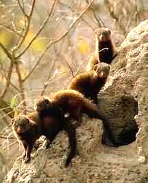 mongooses