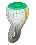 Klein bottle