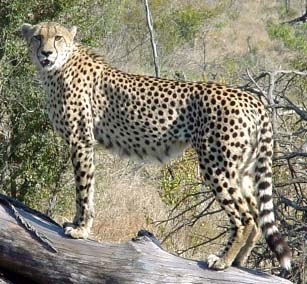 How the leopard got its spots 