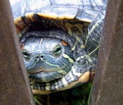 turtle coming through door