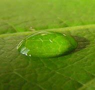 A raindrop on a leaf