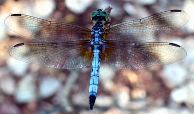 A dragonfly