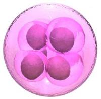 A fertilized egg