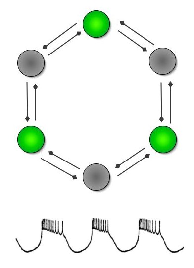 the neurones controlling the leech heart