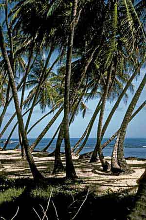 A beach in Trinidad