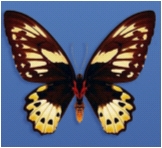 Figure 3: A butterfly's bilateral symmetry