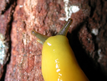 A yellow slug