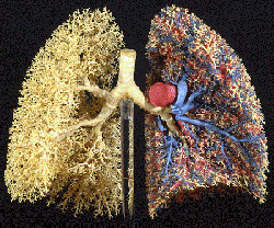 lung