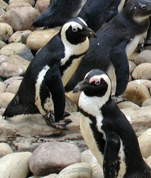 African penguins