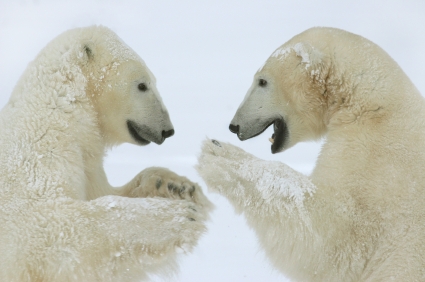 polar bears