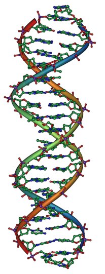 Double helix