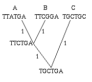 A gene tree.