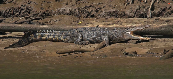 Crocodile