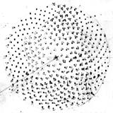 Figure 6a: Turing's meticulously hand-drawn sunflower.