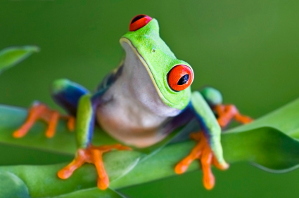 A frog