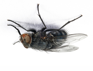 File:Thru The Eyes Of Ruby (the fly) (8219315716).jpg - Wikimedia