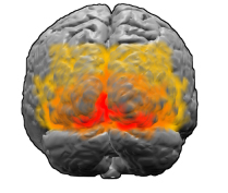 The visual cortex